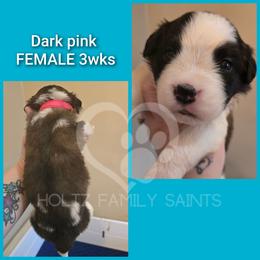 Pink female - White and brown female Saint Bernard puppy in Kaukauna, Wisconsin from Holtz Family Saints