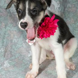 Silken Windhound Puppies from Silken Agents of CSBeck