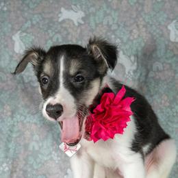 Silken Windhound Puppies from Silken Agents of CSBeck