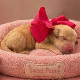 Paisley - Cream female Goldendoodle puppy in The Woodlands, Texas from Gracie's Goldendoodles and Bernedoodles