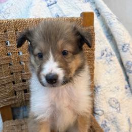 Switzer - Sable and white male Collie puppy in Beaver, Oklahoma from Lawson’s Lassies