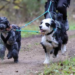 Companion Crosses and Sporty Mixes from GoodCompanyKennels