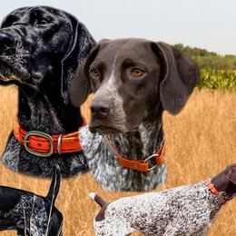 German Shorthaired Pointers from Spotted Dog Lodge