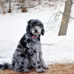 Goldendoodles from Grassland Doodles