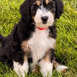 Socks - Black tri-color female Aussiedoodle puppy in Decatur, Illinois from Signature Doodles