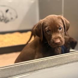Navy Collar Male - Chocolate male Labrador Retriever puppy in Gainesville, Georgia from Rucker Retrievers