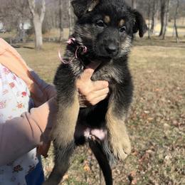 Ariel - Black and tan female German Shepherd puppy in Stanardsville, Virginia from Majestic K9 LLC
