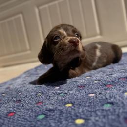 Blue Eyes Chocolate Dapple Male - Dapple male Dachshund puppy in Horizon City, Texas from Micah's Minis