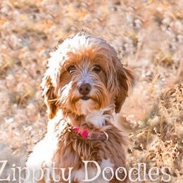 Penny - Goldendoodle