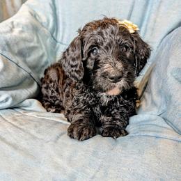 Luna Noir - Black female Bernedoodle puppy in Elkhart, Iowa from Quality Iowa Doodles