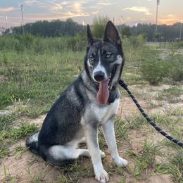 Roo - Siberian Husky