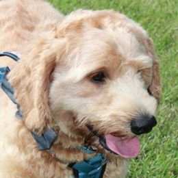 Goldendoodle adult dog
