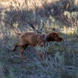 Irish Setter Puppies from Spring Creek Irish Setters
