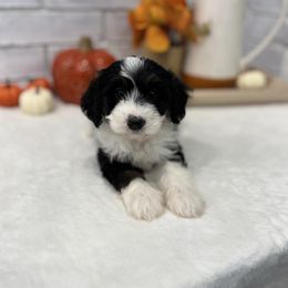 Lady - Tri-color female Bernedoodle puppy in Jacksonville, Florida from Star of the Sea Doodles