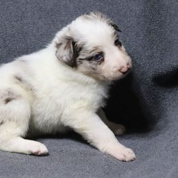 Sprite - Red merle female Border Collie puppy in Richmond, Maine from Lil Maine Border Collies