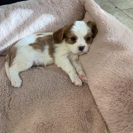 Cavalier King Charles Spaniel Puppies from Infinity Paws Cavaliers