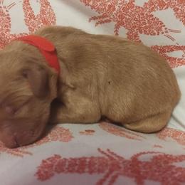 Red - Dark golden male Golden Retriever puppy in Davisboro, Georgia from Ginger Snap Golden Retrievers