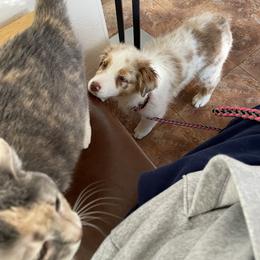 Australian Shepherd, Miniature American Shepherd, Miniature Australian Shepherd, and Toy Australian Shepherd Puppies from Painted Blue Aussies