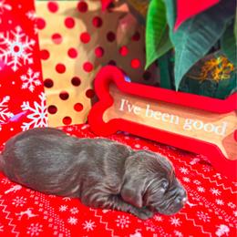 Girl 1 - Pudelpointer puppy from Saddle Creek Kennels