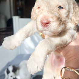 Reef - Apricot male Saint Berdoodle puppy in San Antonio, Texas from Pasatiempo Ranch