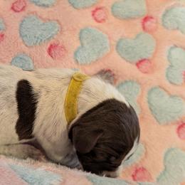 German Shorthaired Pointer Puppies from Hanaway GSPs