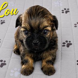 Lou - Brindle male Shih Tzu puppy in Winston Salem, North Carolina from Jay&Ray Shih Tzu’s