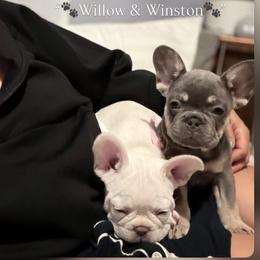 French Bulldog Puppies from DaSilvas Estrella AKC