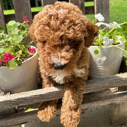 Marc - Red  male Goldendoodle puppy in Camden, North Carolina from Oopsie Doodles of NC