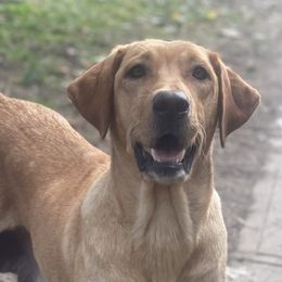 Rosie - Labrador Retriever