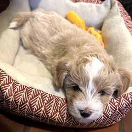 Aussiedoodle Puppies from Paisleys Doodles AK