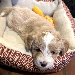 Aussiedoodle Puppies from Paisleys Doodles AK