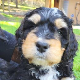 Bernedoodle and Bernese Mountain Dog Puppies from NW Bernedoodles of Washington