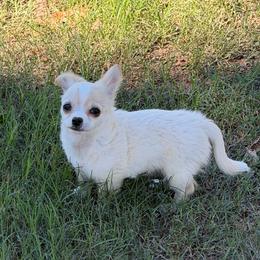 Dave - Fawn male Chihuahua puppy in Seneca, Missouri from Stephanie’s Puppy Colony