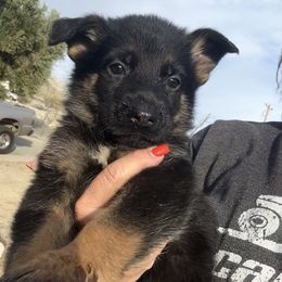 Hans - Black and tan male German Shepherd puppy in Whitewater, California from Vom Haus Metzler Shepherds