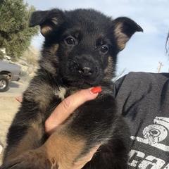 Hans - Black and tan male German Shepherd puppy in Whitewater, California from Vom Haus Metzler Shepherds