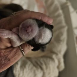 Snickers - Brindle and white Shih Tzu puppy in Cook County, Illinois from My Tzu Crew