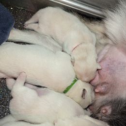Pomsky Puppies from Valparaiso Pomskys