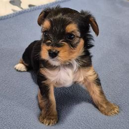 Yorkshire Terrier Puppies from Yorkie Tales