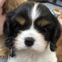 Cavalier King Charles Spaniels and Cavapoos from Primrose Pups