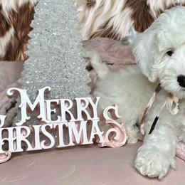 Girl 4 - Chalk female Australian Labradoodle puppy in Kentucky from Bluegrass Country Labradoodles