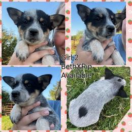 Girl 2 - Blue female Australian Cattle Dog puppy in Bradford, Arkansas from Cedar Rock Heelers and Kelpies