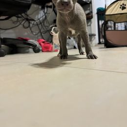 Italian Greyhound Puppies from Castro’s Italian greyhounds