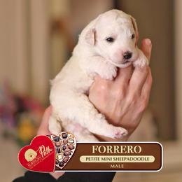 Forrero - White male Sheepadoodle puppy in Cleveland, Tennessee from Narrow Path Old English & Sheepadoodles