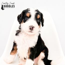 Ben - Tri-color male Bernedoodle puppy in Tipton, Indiana from Country Creek Doodles