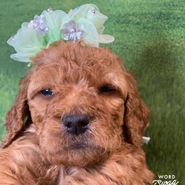 Goldendoodle Puppies from Bear Ridge Doodles