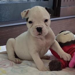 Rolo (White, Ear Patch) - White male American Bulldog puppy in Three Rivers, Michigan from Jemms Kennels