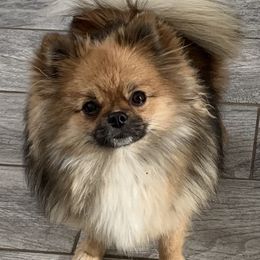 Zuzu - Pomeranian