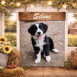Selene - Black & white female Australian Shepherd puppy in Citra, Florida from AEW Farm