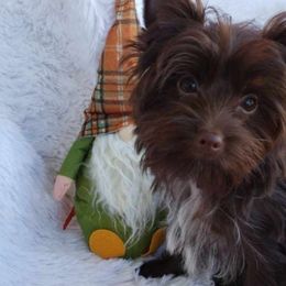 Nugget - Yorkshire Terrier