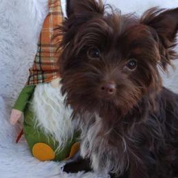 Nugget - Yorkshire Terrier